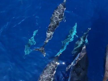 Sailing trip to Formentera (from Valencia)