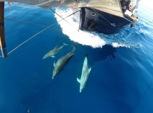Classic sailing tour for cetacean sighting from Palamós