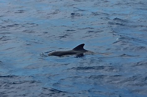 Salida compartida en lancha por Costa Adeje